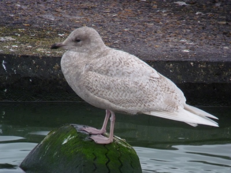 Iceland Gull
