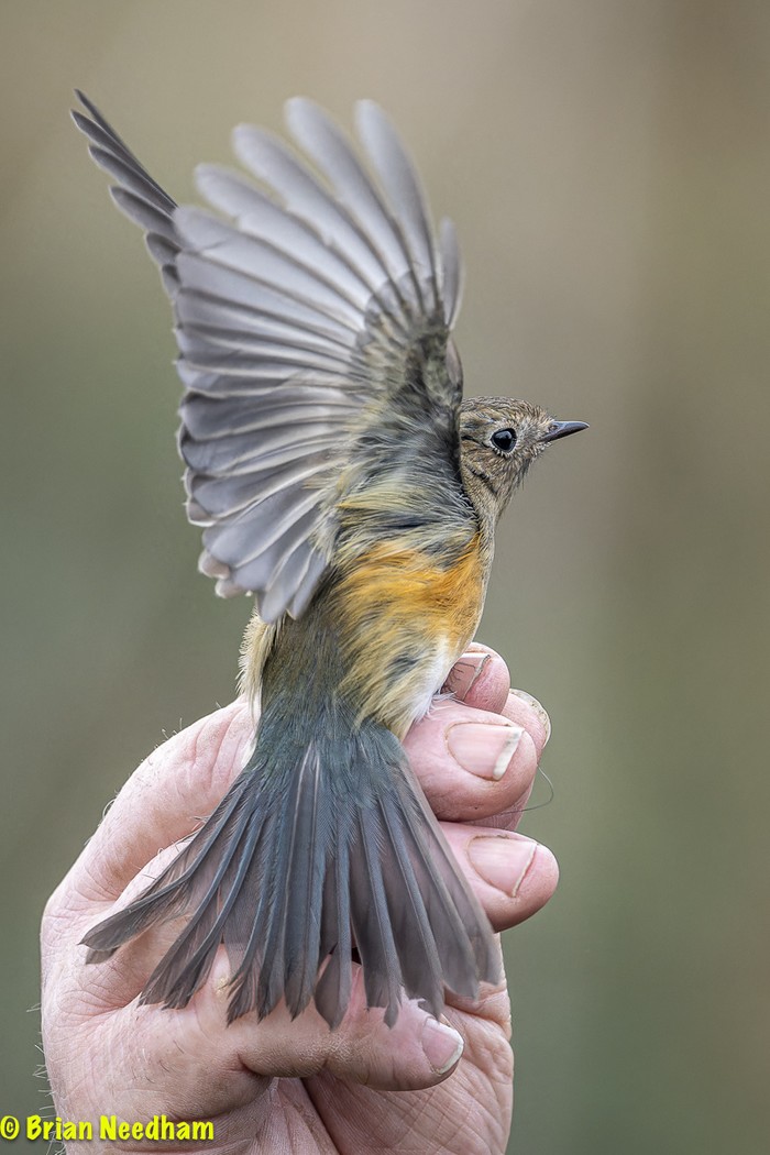 Red-flanked Bluetail