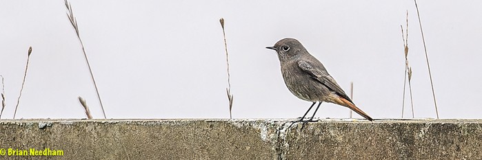 Black Redstart