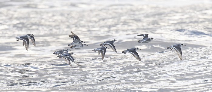Grey Phalarope