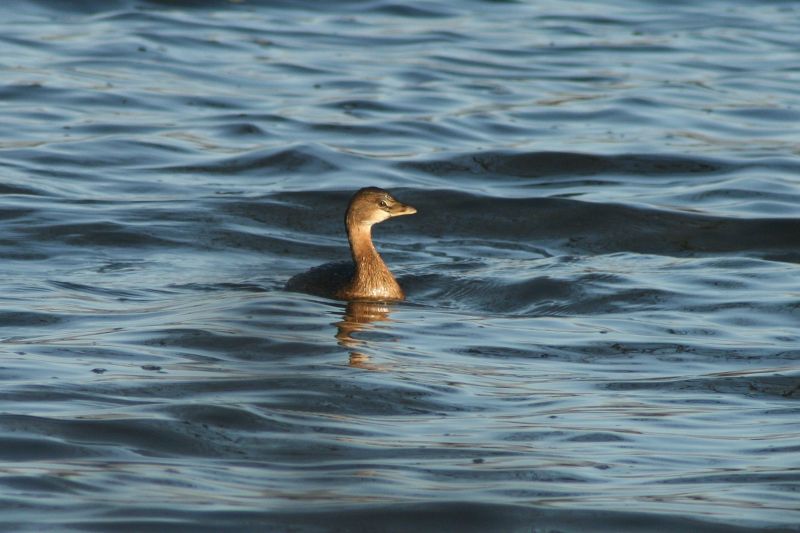 Pied-billed Grebe