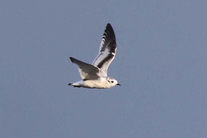 Little Gull