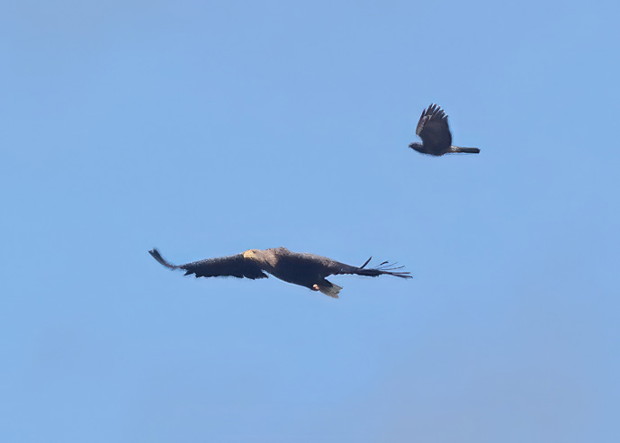 White-tailed Eagle
