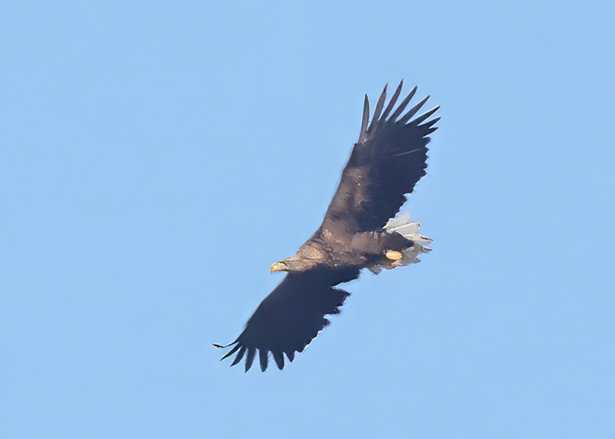 White-tailed Eagle