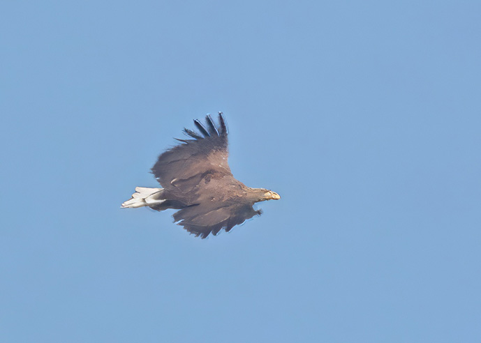 White-tailed Eagle