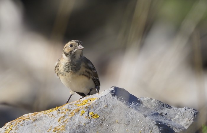 Lapland Bunting