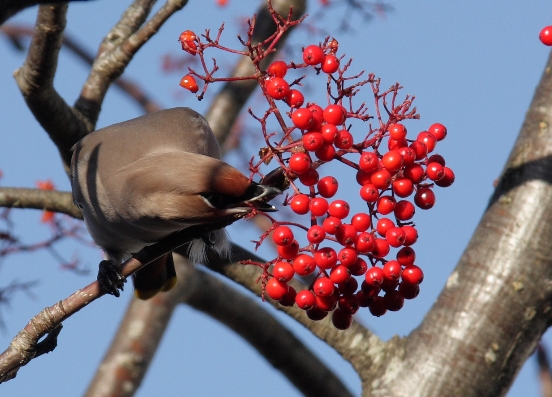 Waxwing