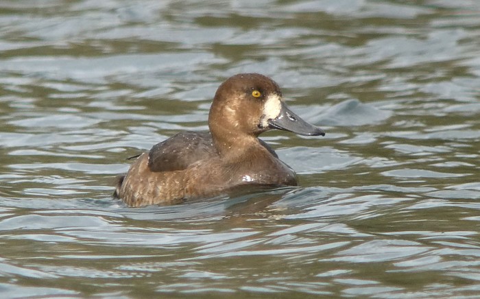 Scaup