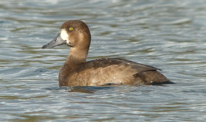 Scaup