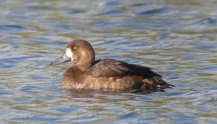 Scaup