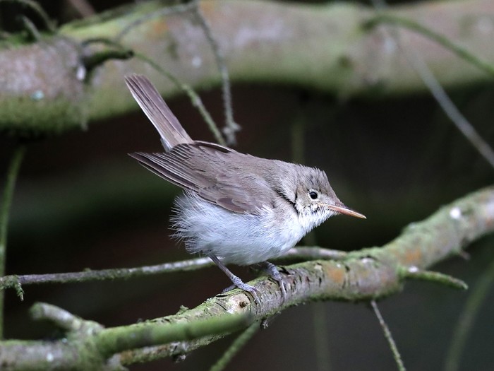 Western Olivaceous Warbler