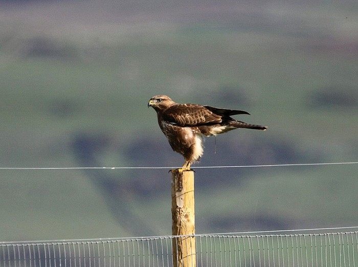 Buzzard