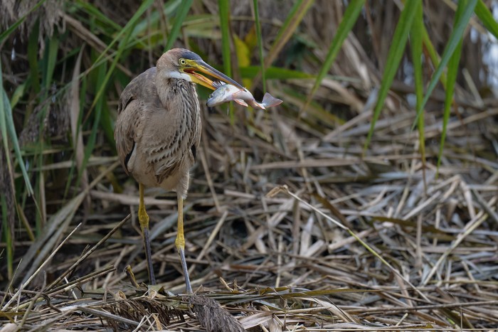 Purple Heron