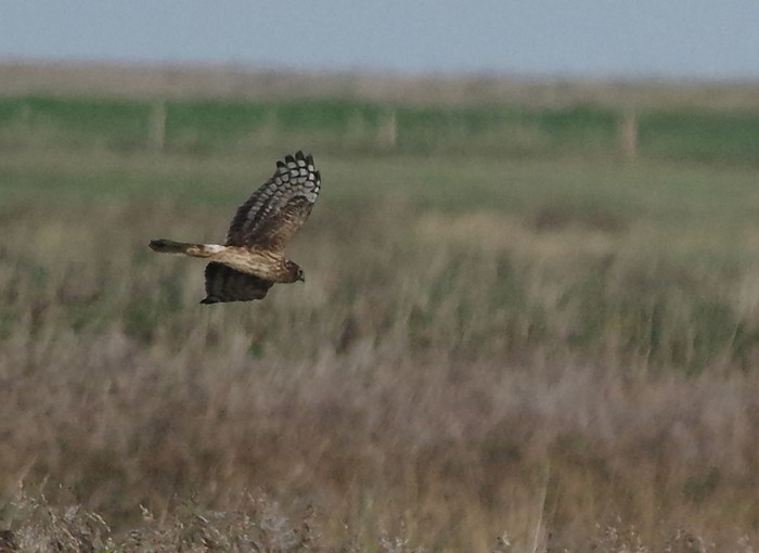 Hen Harrier