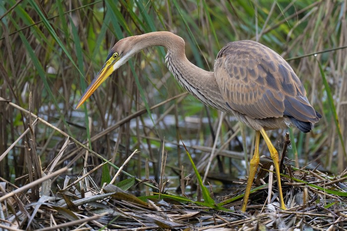 Purple Heron