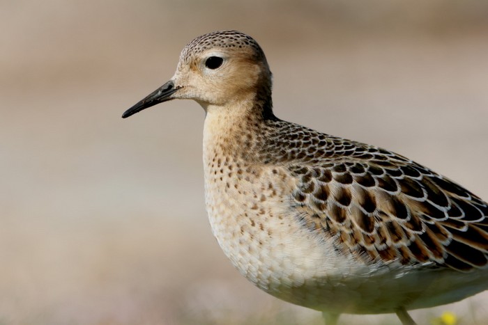 Buff-breasted Sandpiper