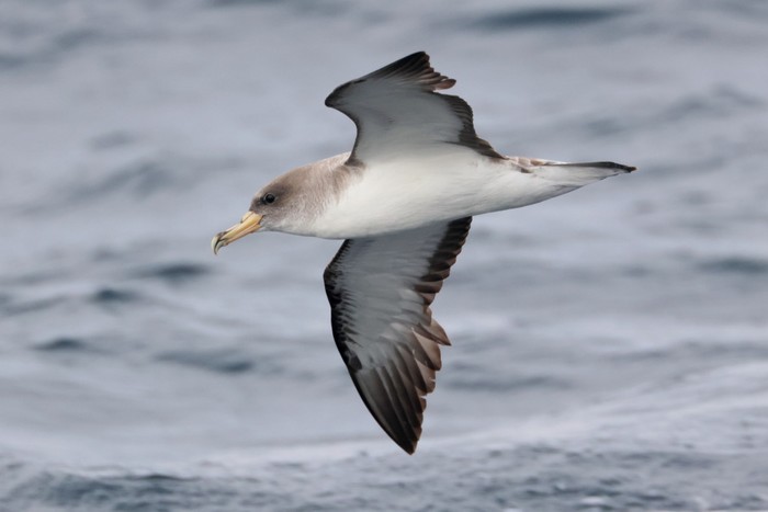 Cory's Shearwater