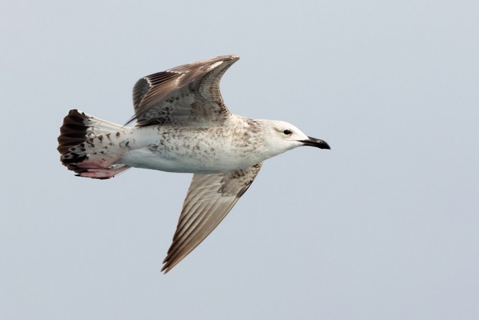Caspian Gull