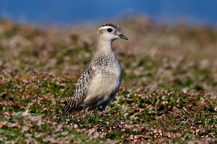 Dotterel