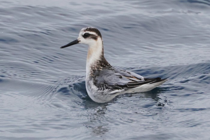 Grey Phalarope