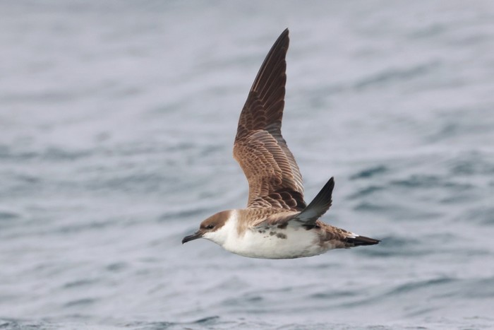 Great Shearwater