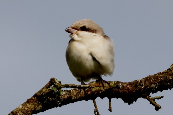 Lesser Grey Shrike