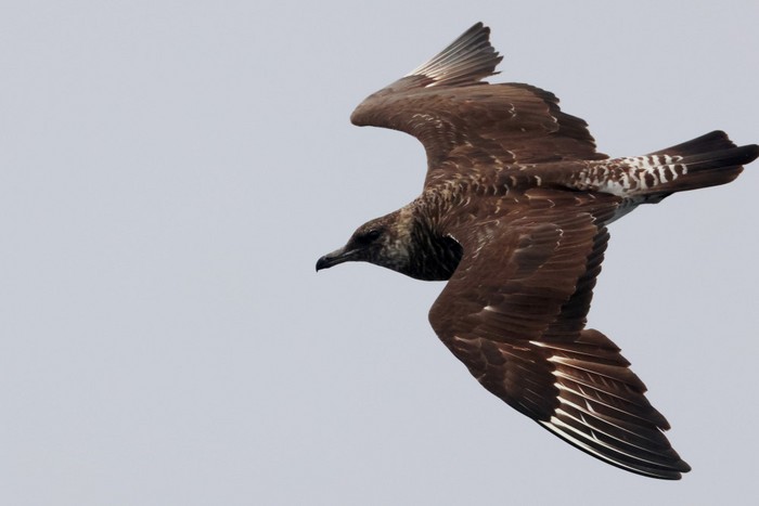 Pomarine Skua
