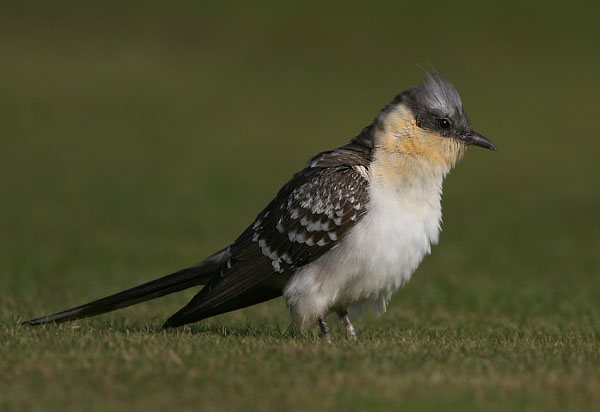 Great Spotted Cuckoo