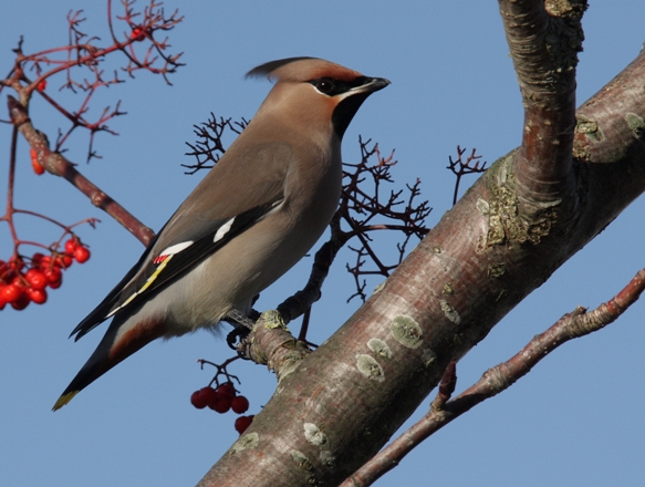 Waxwing