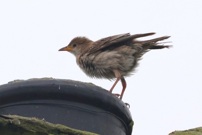 Rose-coloured Starling