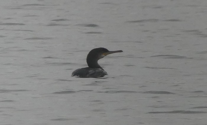 Shag