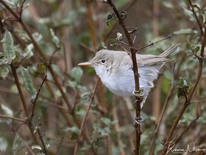 Western Olivaceous Warbler