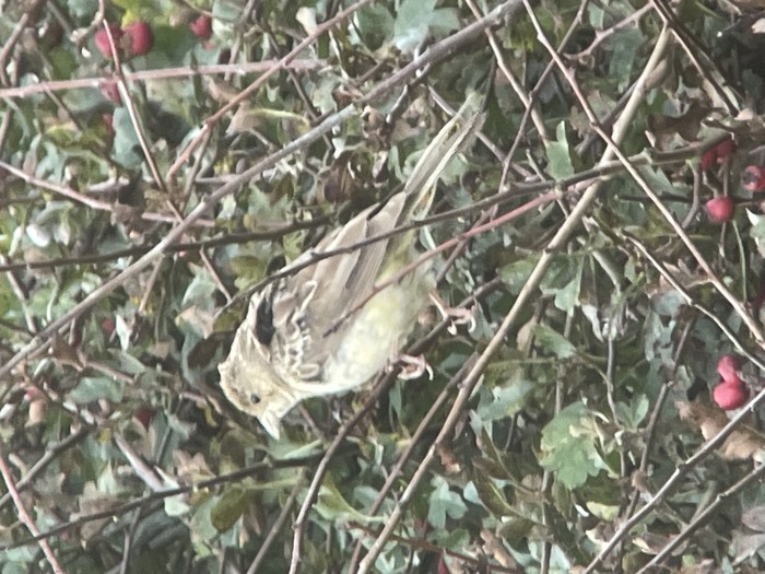 Red-headed Bunting
