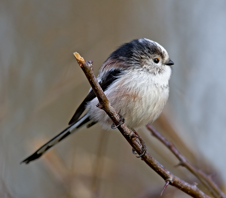 Long-tailed Tit
