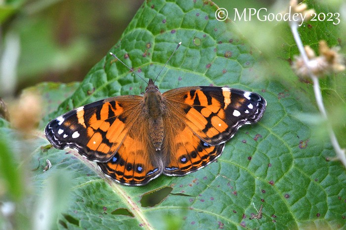 American Painted Lady butterfly