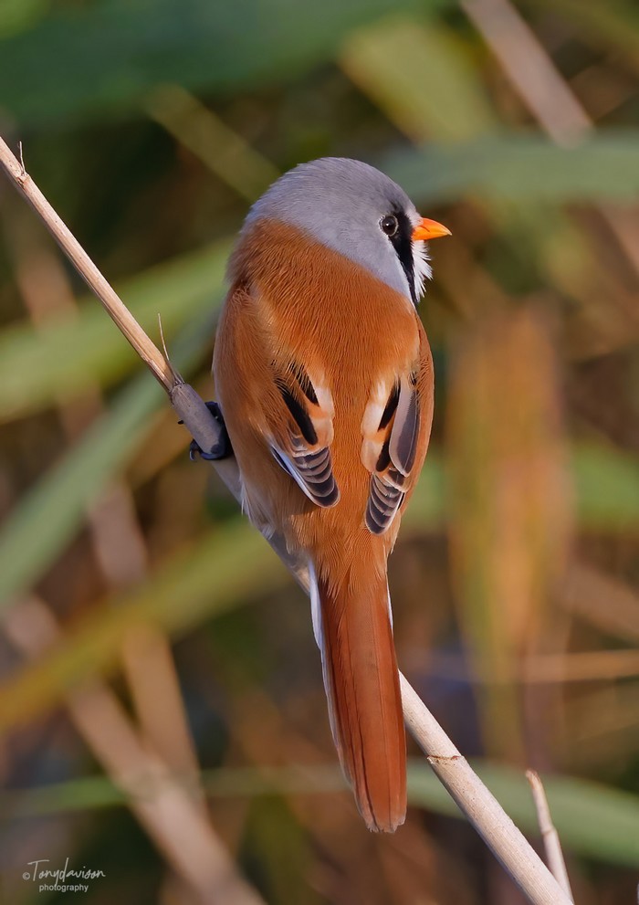 Bearded Tit