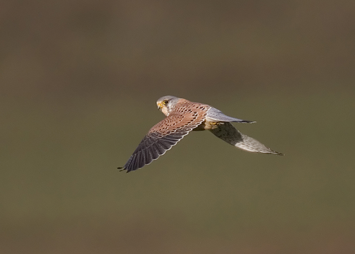 Kestrel