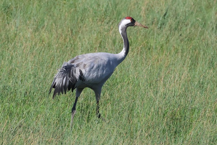 Common Crane