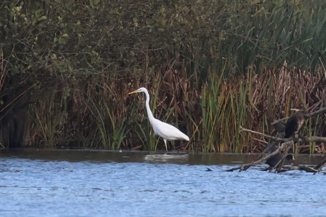 Great White Egret