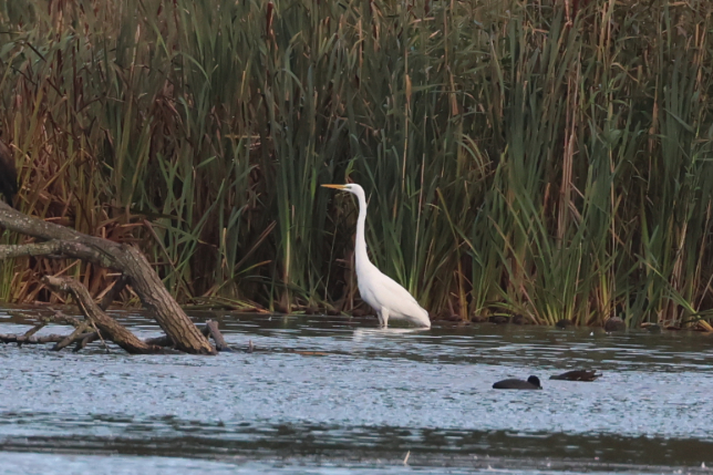 Great White Egret