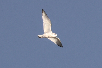 Little Gull