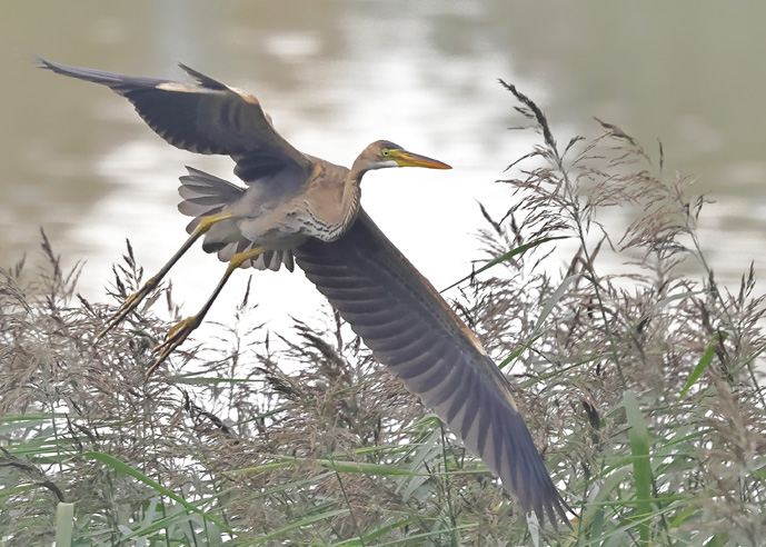 Purple Heron