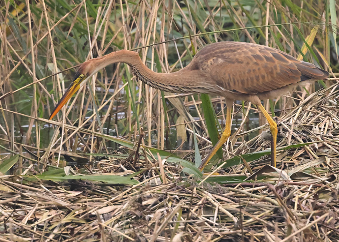 Purple Heron