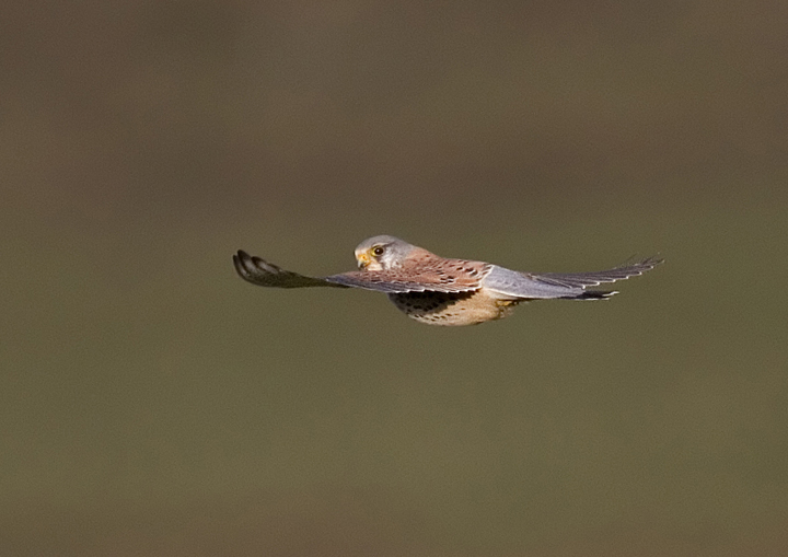 Kestrel