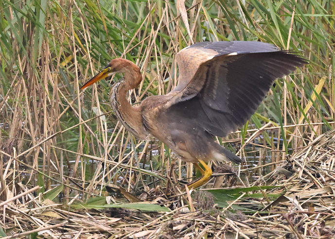 Purple Heron