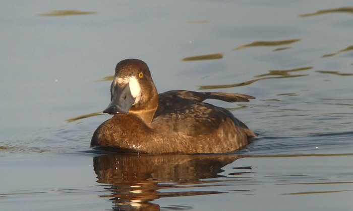 Scaup