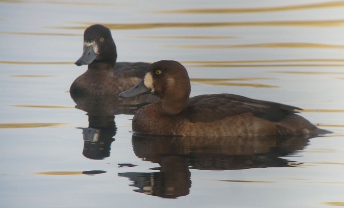 Scaup