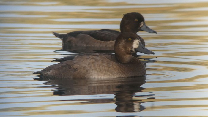 Scaup
