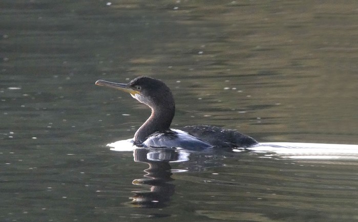 Shag
