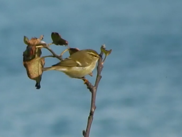 Yellow-browed Warbler